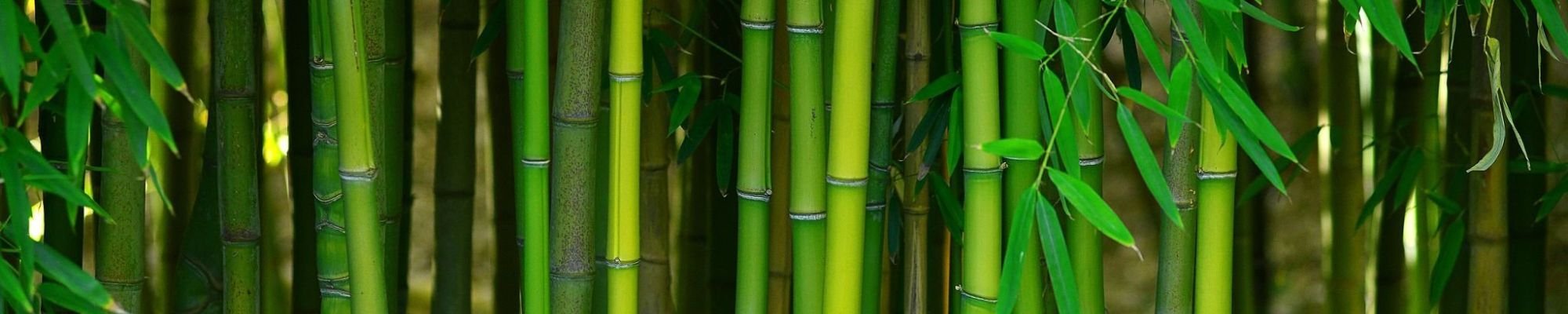 Bamboo plantation - Carpet Clearance Warehouse in Keene